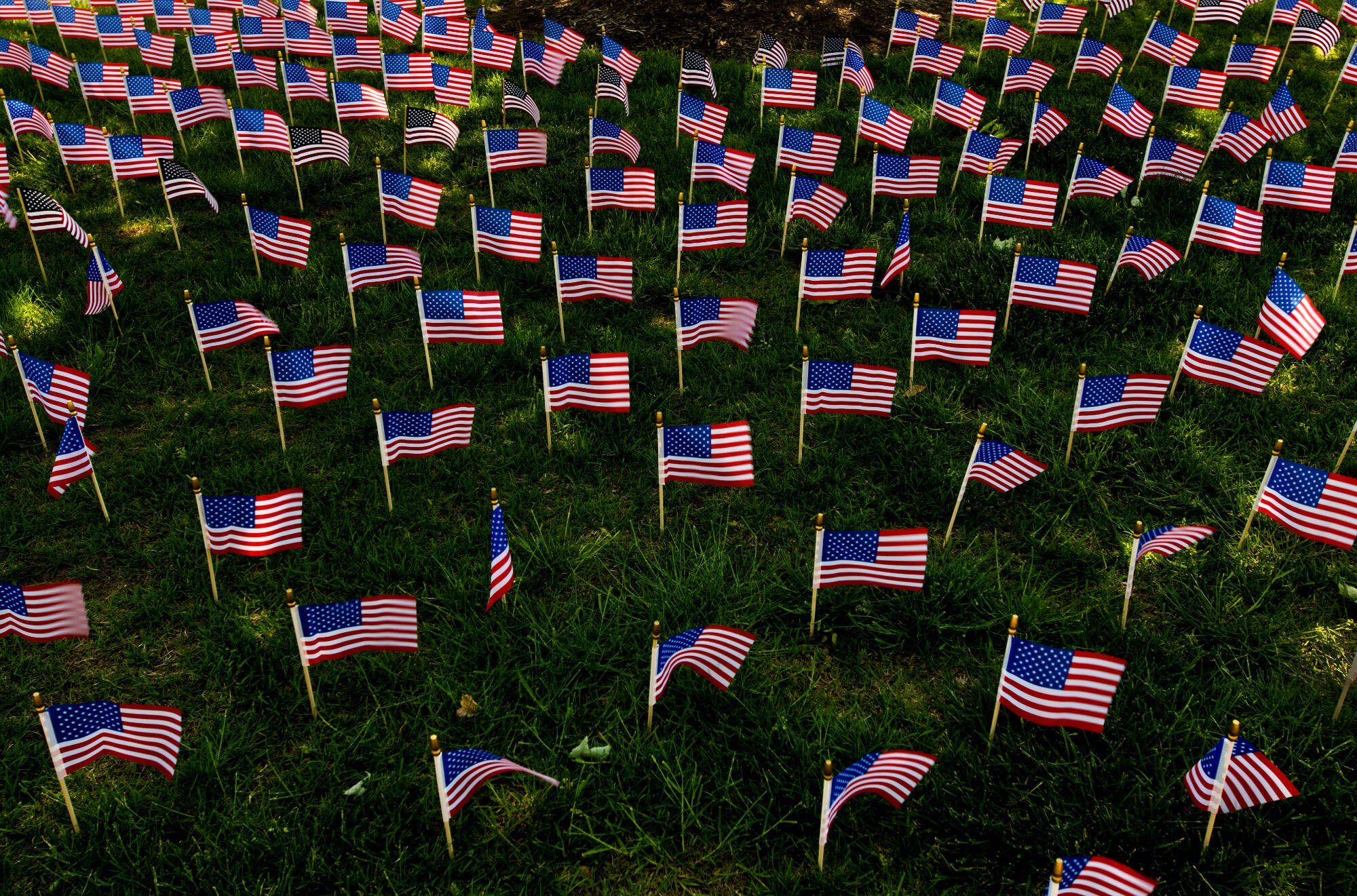 Flags on campus for memorial day